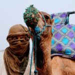 camel-2465551_960_720