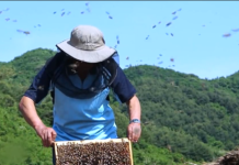 La apicultura en Corea