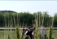 El campo en pleno progreso en la R.P.D. de Corea (Audiovisual corto)