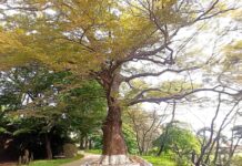 Monumento natural-Zelkova serrata de Usanjang